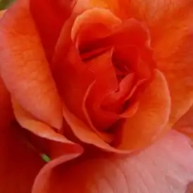 Trandafiri online - Portocaliu - trandafir de parc - trandafir cu parfum discret - Rosa Gypsy Dancer - Patrick Dickson - Este un soi foarte bun, îndrăgit. Creștere frumoasă, bogat cu multe culori vii, flori decorative și cu coroană frumoasă.